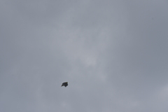 Anthreptes malacensis malacensis