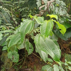 Miconia crenata