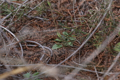 Pterostylis setulosa