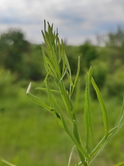 Falcaria vulgaris