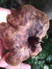 Boletinellus merulioides