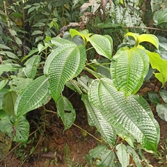 Miconia crenata