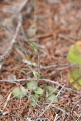 Pterostylis setulosa