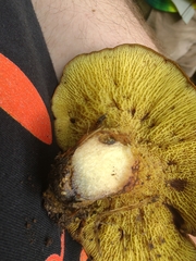 Boletinellus merulioides