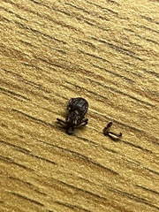 Dermacentor variabilis