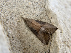 Hypena
