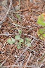 Pterostylis setulosa
