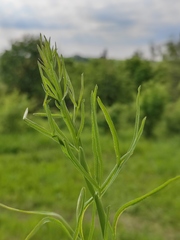 Falcaria vulgaris