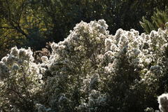 Baccharis pilularis