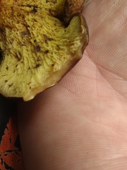 Boletinellus merulioides