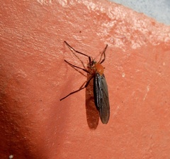 Plecia