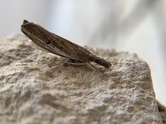Hypena