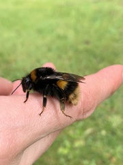 Bombus terrestris audax