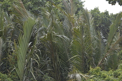 Nypa fruticans