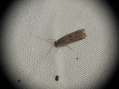Trichoptera