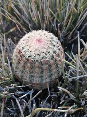 Echinocereus pectinatus pectinatus
