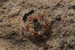 Drosera nivea