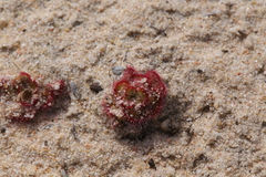 Drosera zonaria