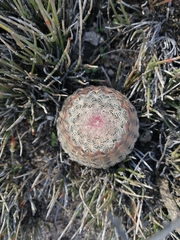 Echinocereus pectinatus pectinatus