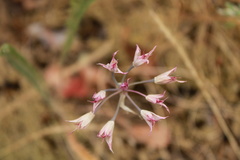 Allium acuminatum