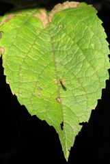 Celtis occidentalis