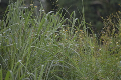 Lonchura punctulata topela