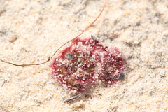 Drosera zonaria