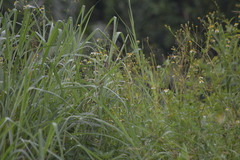 Lonchura punctulata topela