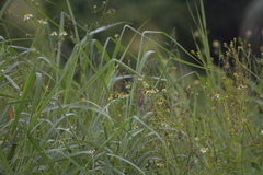 Lonchura punctulata topela