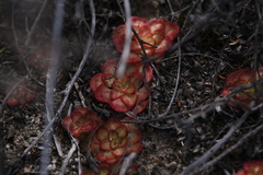 Drosera zonaria