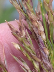 Sorghum halepense