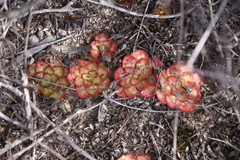 Drosera zonaria