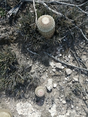 Echinocereus pectinatus pectinatus