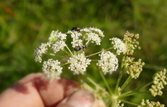 Chlorophorus sartor