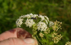 Chlorophorus sartor