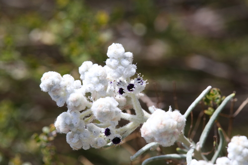 Image of Lachnostachys eriobotrya by (c) Hugo Innes, some rights reserved (CC BY)