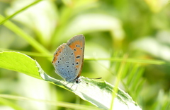 Lycaena dispar