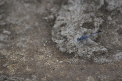 Diplacodes trivialis