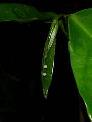 Graphium agamemnon