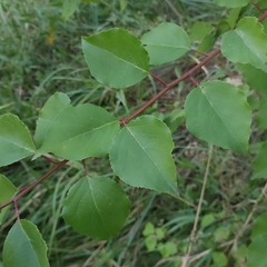 Prunus armeniaca