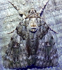 Catocala ulalume