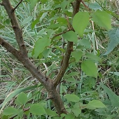 Prunus armeniaca