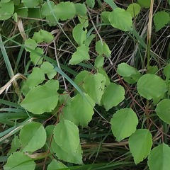 Prunus armeniaca
