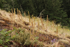 Toxicoscordion venenosum