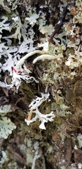 Cladonia macilenta
