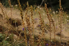 Toxicoscordion venenosum