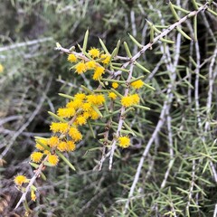 Acacia nyssophylla