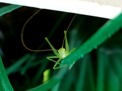 Meconema meridionale