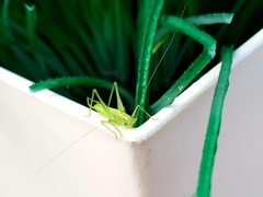 Meconema meridionale