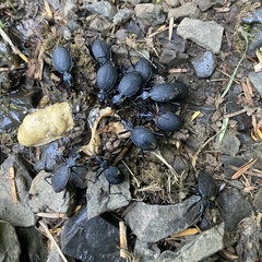 Scaphinotus angusticollis